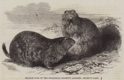 Chiens de prairie dans les jardins de la Société zoologique, Regent